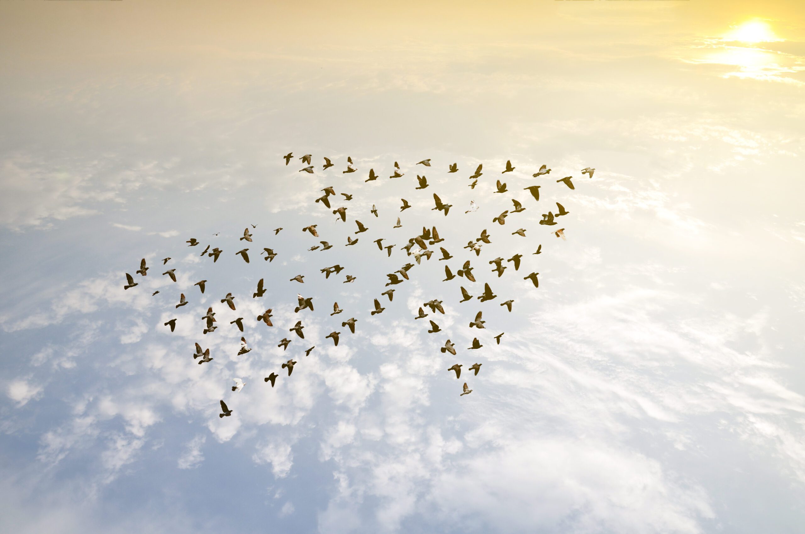 Birds Flying Concept